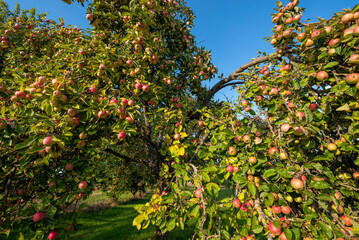 Fototapeta na wymiar Reife, rote und gelb-grüne Äpfel hängen am Ast eines Apfelbaums im Sonnenschein