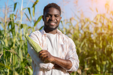 African American agriculturist holds corncob standing on farm field, sunlight