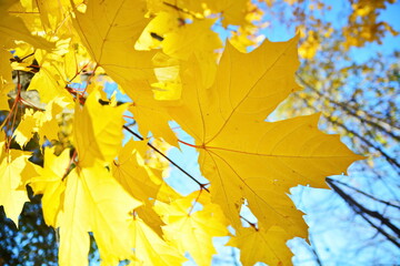 large yellow autumn maple leaf close up on a tree branch on a blurred background with the sky on a bright sunny day. Bottom view. Selective focus