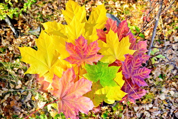 bunch of fallen autumn colorful green, yellow, red, orange, golden maple leaves collected on blurred background of fallen foliage