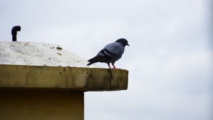 pigeon getting wet in the rain
