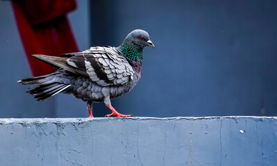 A unique picture of a pigeon with its wings open