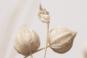 Beautiful romantic lovely wedding  white flowers two buds with neutral beige background in warm retro vintage style macro