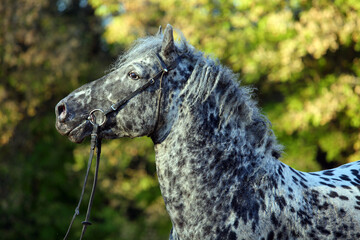 Obraz na płótnie Canvas Appaloosa Dapple horse in autumn ranch