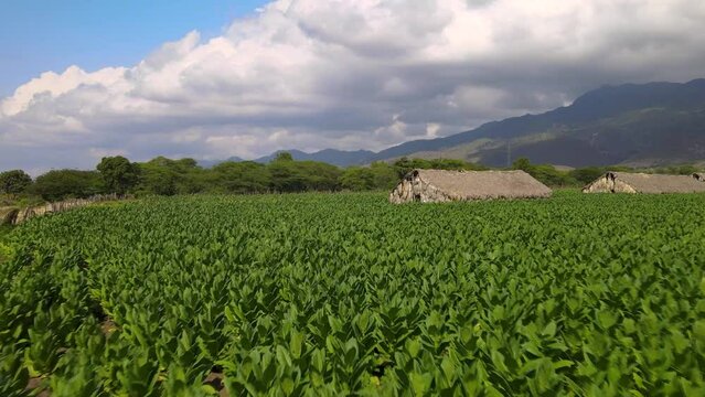 a dolly shot made with a Drone shot of tobacco fields in the dominican republic, you can see the curator houses and the landscape