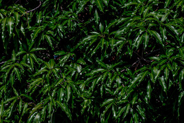 Green mango leaves background on tree in the orchard as fresh green nature backdrop and wallpaper