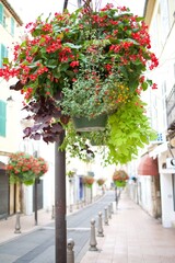 street with flowers