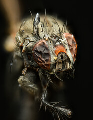 tiny fly in ultra macro magnification