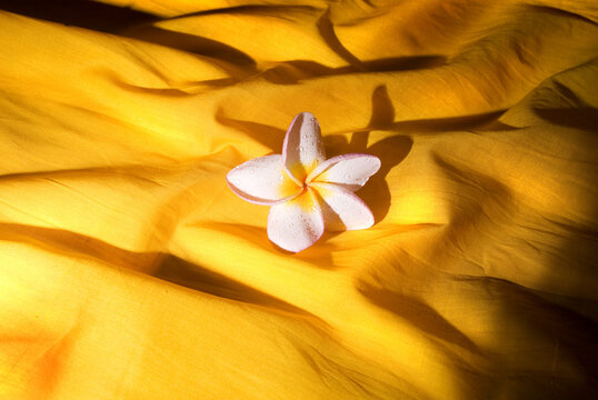 Araliya flower in a cloth, Sri lanka. Cover design, idea, concept, book cover.