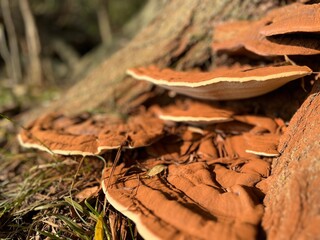 Fungus on a willow tree. Autumn in Holland.