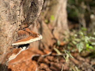 Fungus on a willow tree. Autumn in Holland.