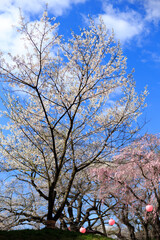 Fototapeta premium 空と桜