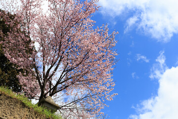 Fototapeta premium 桜の木