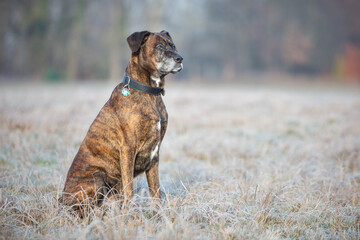 boxer portrait on a cold winter day