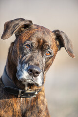 Obraz premium boxer portrait on a cold winter day