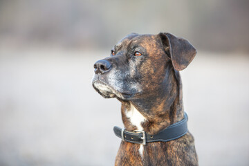 boxer portrait on a cold winter day
