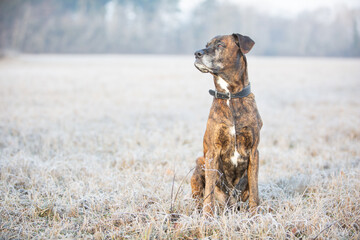 boxer portrait on a cold winter day