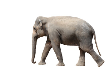 Elefant isoliert auf weißem Hintergrund
