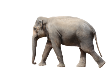 Elefant isoliert auf weißem Hintergrund