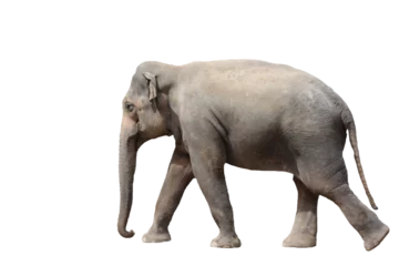 Elefant isoliert auf weißem Hintergrund © U. J. Alexander