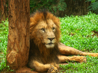 Naklejka na ściany i meble Lion, king of the animals lay on green grass at Zoological Gardens Dehiwala, Sri Lanka. 