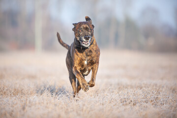 boxer dog running playing on a cold winter day