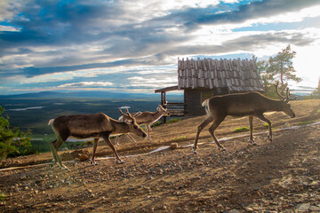 Free reindeers in front of santa's cabin in the mountains of Levi Lapland, Finland