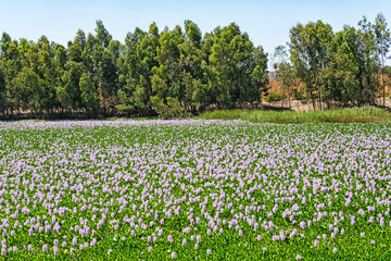Field with common water hyacinth or Eichhornia crassipes flowers