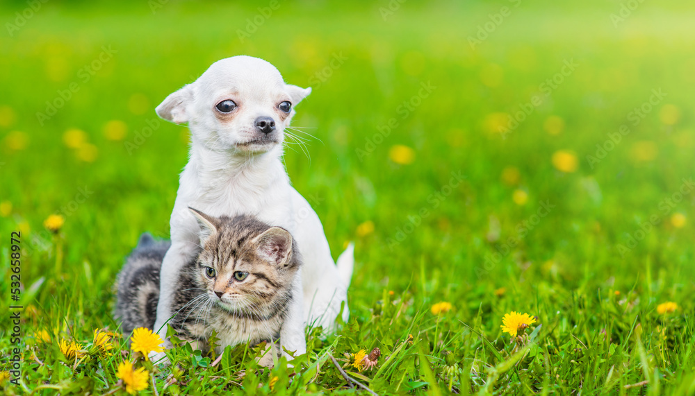 Poster Chihuahua puppy hugs tabby kitten on a dandelion field and looking away. Empty space for text