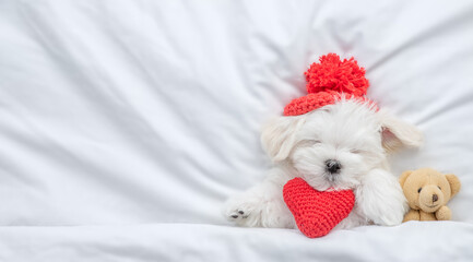 Funny lapdog puppy wearing warm hat sleeps with toy bear on a bed at home with red heart. Top down view. Valentines day concept. Empty space for text