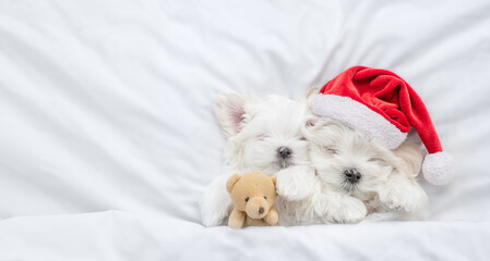 Two cute Lapdog puppies wearing red santa hat lying together with toy bear under white blanket at home. Top down view. Empty space for text