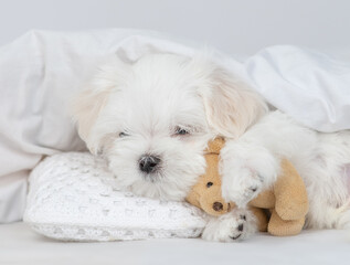 Cozy White Lapdog puppy hugs toy bear under white blanket on a bed at home