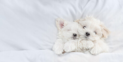 Two Cute white Lapdog puppies sleep together under warm white blanket on a bed at home. Top down view. Empty space for text