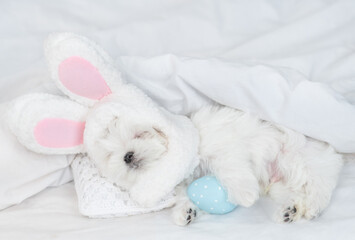 Funny Lapdog puppy wearing easter rabbits ears sleeps with colorful egg on a bed under warm white blanket at home