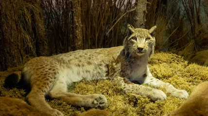 Fotobehang Lynx stuffed lynx. close-up of a wild lynx  © mila103