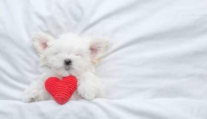 Funny lapdog puppy sleeps on a bed at home with red heart. Top down view. Valentines day concept. Empty space for text