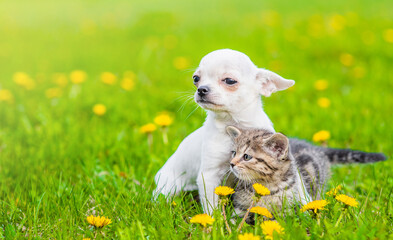 Chihuahua puppy hugs tabby kitten on a dandelion field and looking away. Empty space for text