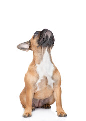 French Bulldog puppy sits and looks up. Isolated on white background