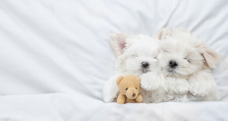 Two cute white Lapdog puppies sleep with toy bear under warm blanket on a bed at home. Top down...