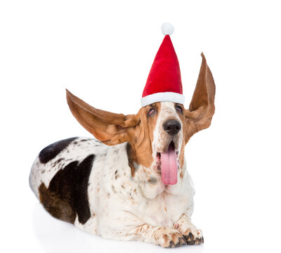 Basset Hound  wearing santa hat with long flapping ears. isolated on white background