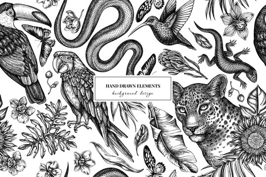 Tropical animals seamless pattern background design. Engraved style. Hand drawn leopard, snake, lizard, hummingbird, toucan, scarlet macaw, rajah brooke's birdwing, african giant swallowtail, monstera