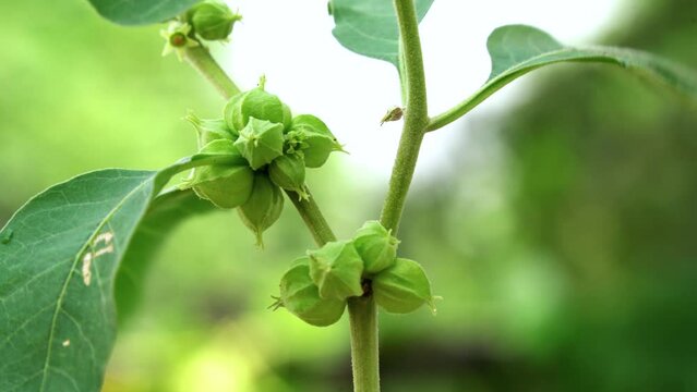Ashwagandha green plants growing in garden. Immunity booster plant. Withania somnifera Leaves. Indian ginseng, poison gooseberry, or winter cherry. Most powerful Medicinal herbs for healthcare.