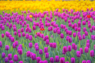 Field of Tulips in bloom at colorful springtime in Amsterdan, Netherlands