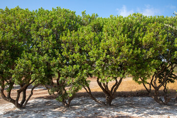 Mastic gum resin flows from the mastic tree. Chios island - Greece