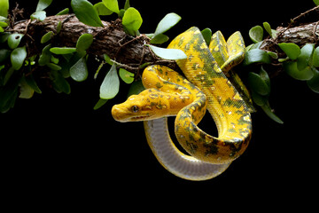 Green tree python juvenile closeup on branch with natural background, Green tree python ''Morelia...
