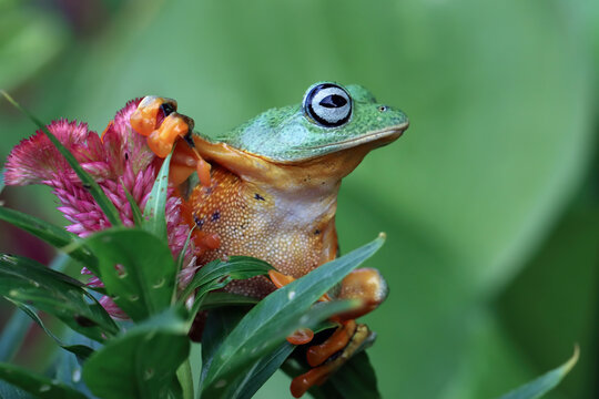 Flying frog closeup face on branch, Javan tree frog closeup image