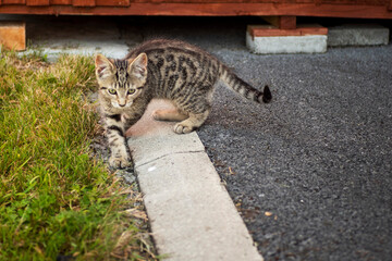 Small little kitten with tiger pattern fur in a backyard.