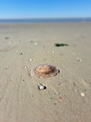 Washed up jellyfish in Spiekeroog