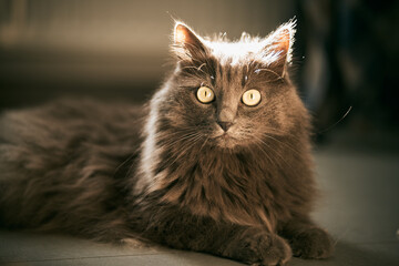 The curious gray cat looks at the camera. Concept of keeping domestic animals in modern flat. © AlexGo