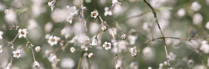 Blooming tree in spring. Blooming beautiful tree with white flowers